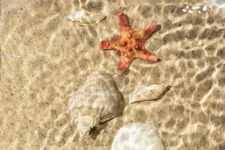 Photo for Starfish, rapani and seashell under rippled water. Summer background. Summer time. - Royalty Free Image