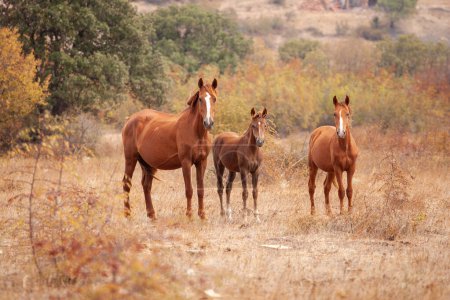 Téléchargez les photos : Famille de chevaux sauvages. Vie sauvage - en image libre de droit