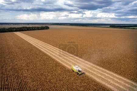 Foto de Combinar, cosechadora, cosecha en el campo de maíz. Cosecha mecanizada de maíz. - Imagen libre de derechos