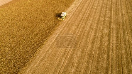 Foto de Vista aérea combinar (cosechadora) cosecha en el campo de girasol. Cosecha mecanizada de girasol
. - Imagen libre de derechos