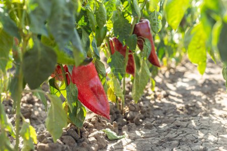 Foto de Pimientos orgánicos rojos creciendo en el jardín - Imagen libre de derechos