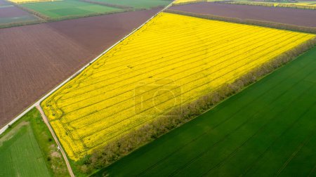 Foto de Vista aérea de campos con diversos tipos de agricultura. Hermosos campos de colza amarilla. - Imagen libre de derechos