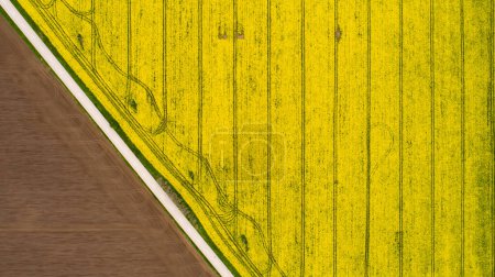 Foto de Vista de arriba hacia abajo del campo de canola amarillo. Campo de plantación de colza de colza cultivada - Imagen libre de derechos