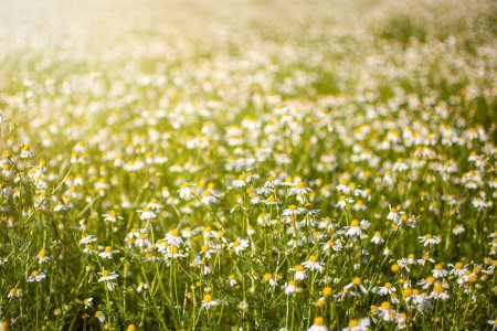 Photo for Chamomile (daisies) field on summer day. - Royalty Free Image