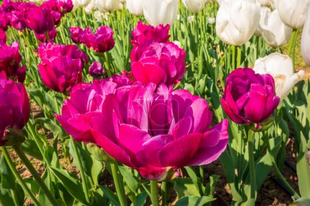 Foto de Hermosos tulipanes en el parque. Concepto primavera. - Imagen libre de derechos