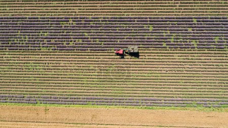 Foto de Vista aérea, tractor cosechando flores en un campo de lavanda. Cosecha de lavanda - Imagen libre de derechos