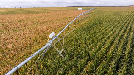 Modern pivot irrigation system in cornfield. A sprinkler system, agriculture technology. 