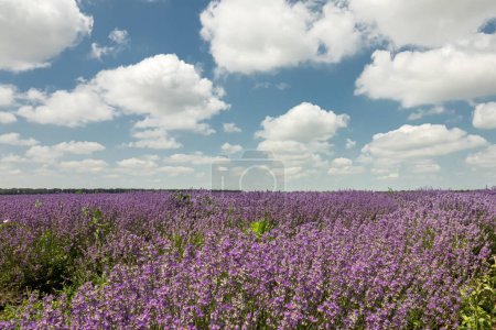 Foto de Hermoso paisaje con campo de lavanda, cielo nublado - Imagen libre de derechos