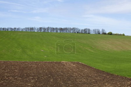 Foto de Campo verde con trigo joven con cielo azul al fondo - Imagen libre de derechos