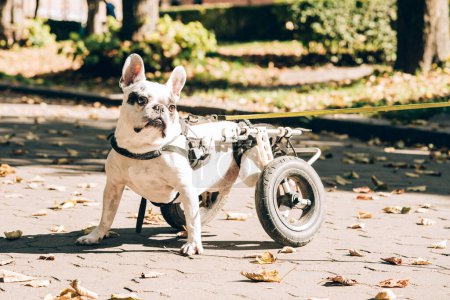 Photo for Dog's mobility problems. Disabled paralysed french bulldog walking in wheelchair. Dog with disabilities on a walk in wheel cart - Royalty Free Image