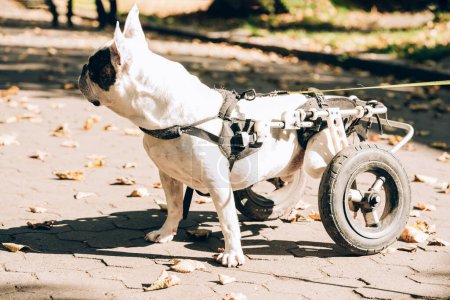 Photo for Dog with disabilities on a walk. Disabled french bulldog walking in wheelchair. Dog's mobility problems. Paralysed dog in wheel cart - Royalty Free Image