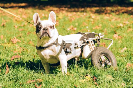 Foto de Perro paralítico en carro de ruedas. Perro con discapacidad en un paseo. Bulldog francés discapacitado caminando en silla de ruedas. Problemas de movilidad del perro - Imagen libre de derechos