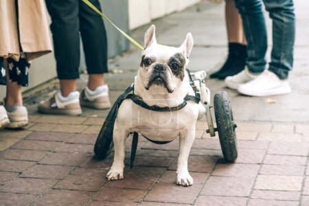 Foto de Bulldog francés paralizado discapacitado caminando en silla de ruedas. Perro con discapacidad en un paseo en carro de ruedas. Problemas de movilidad del perro - Imagen libre de derechos