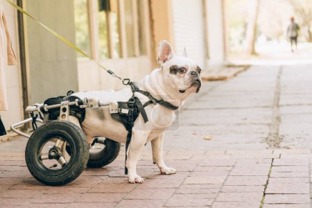Foto de Bulldog francés paralizado discapacitado caminando en silla de ruedas. Perro con discapacidad en un paseo en carro de ruedas. Problemas de movilidad del perro - Imagen libre de derechos