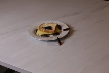 Téléchargez les photos : Gros plan de sandwich aux cafards sur une table blanche - en image libre de droit