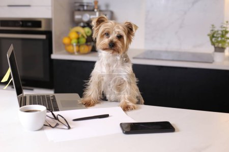 Photo for Close-up shot of cute little puppy with laptop, working from home concept - Royalty Free Image