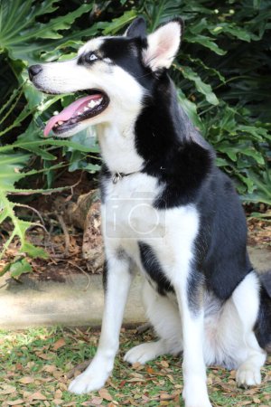 Foto de Close-up portrait of cute husky dog in park - Imagen libre de derechos