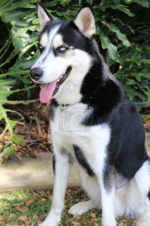 Photo for Close-up portrait of cute husky dog in park - Royalty Free Image