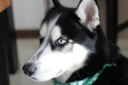 Téléchargez les photos : Close-up portrait of cute husky dog in park - en image libre de droit