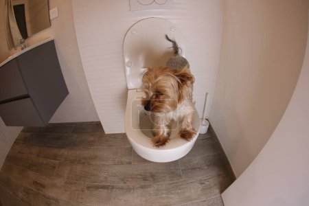 Téléchargez les photos : Wide angle shot of cute Yorkshire terrier puppy in toilet in modern apartment - en image libre de droit