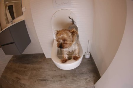 Téléchargez les photos : Plan grand angle de chiot Yorkshire terrier mignon dans les toilettes dans un appartement moderne - en image libre de droit