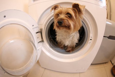 Photo for Close-up shot of beautiful Yorkshire puppy sitting in washing machine - Royalty Free Image