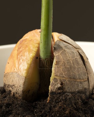Foto de Brotó semilla de aguacate plantada en el suelo. Macro de brote de aguacate. - Imagen libre de derechos