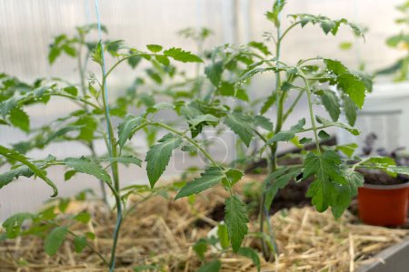 Junge Tomatensetzlinge, die im Boden des Gewächshauses wachsen. Konzept der Landwirtschaft und des Gartenbaus. Neuaustrieb im Frühjahr in der Erde