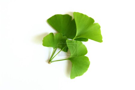 Photo for Twig with ginkgo biloba leaves isolated on a white background. - Royalty Free Image