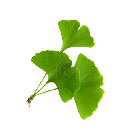 Twig with ginkgo biloba leaves isolated on a transparent background. Green, fresh leaves of maidenhair. 