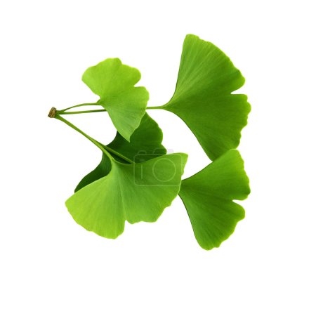 Foto de Ramita con hojas de ginkgo biloba aisladas sobre un fondo transparente. Hojas verdes y frescas de maidenhair. - Imagen libre de derechos
