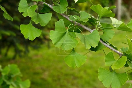 Photo for Ginkgo biloba green leaves on a tree. Ginkgo Biloba Tree Leaves. Green, fresh leaves of Maidenhair. - Royalty Free Image