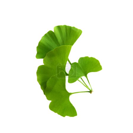 Photo for Twig with ginkgo biloba leaves isolated on a transparent background. Green, fresh leaves of Maidenhair. - Royalty Free Image