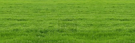 Photo for Banner with fresh green grass. Texture of green grass.Background with grass suitable design banners for different sports. Flat lay mockup design. - Royalty Free Image