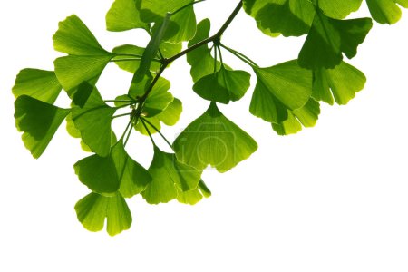 Téléchargez les photos : Ginkgo biloba feuilles vertes sur un arbre. Ginkgo Biloba Feuilles sur ciel clair. - en image libre de droit
