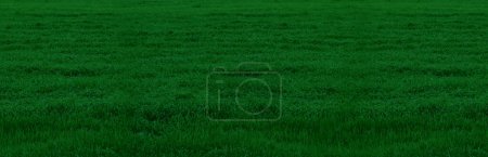 Photo for Banner with dark green grass. Texture of green grass - Royalty Free Image