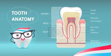 Ilustración de Cute Cartoon Tooth Pointing to Dental Anatomy Infographics (en inglés). Diseño de póster de vectores vibrantes para la educación médica. - Imagen libre de derechos