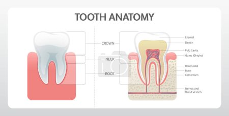 Téléchargez les illustrations : Affiche sur l'anatomie dentaire. Infographie vectorielle réaliste pour l'éducation médicale. - en licence libre de droit
