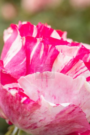 Téléchargez les photos : Gros plan de pétales de rose et blanc bicolore avec mise au point sélective - en image libre de droit