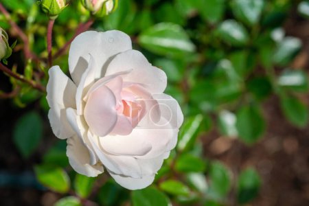 Nahaufnahme von White Seafoam Ground Cover Rose mit selektivem Fokus