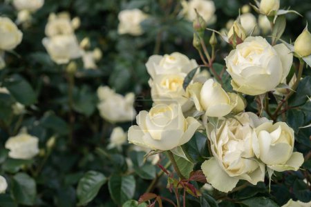 Téléchargez les photos : Gros plan de roses blanches dans le jardin par une journée ensoleillée avec une concentration sélective - en image libre de droit