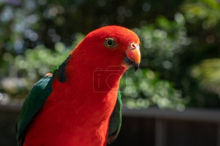 Close Up Portrait of an Australian King Parrot in the Garden with Selective Focus