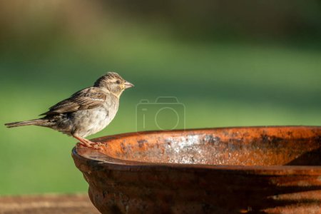 Common House Sparrow Sitting on Bird Feeder with Selective Focus and Copy Space