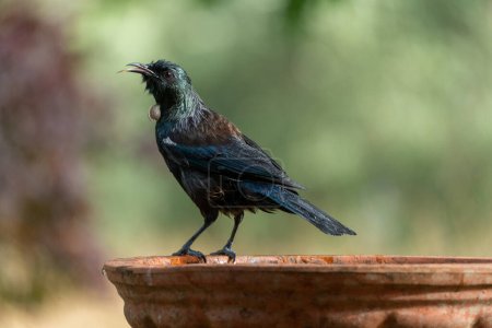A Tui Perching on Bird Bath on Sunny Day with Selective Focus and Copy Space