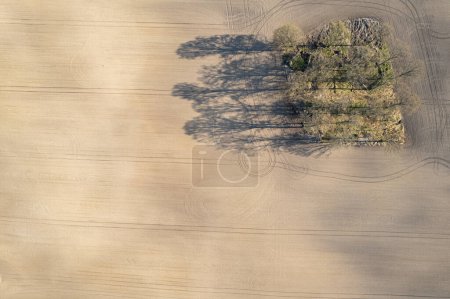 Foto de Vista aérea de los árboles en medio de un campo. Agricultura, naturaleza, medio ambiente, ecología. Largas sombras de los árboles, vista superior. - Imagen libre de derechos