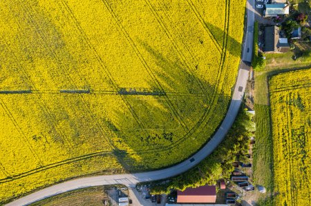 Foto de Vista aérea sobre grandes campos amarillos de violación en un día soleado. Pueblo europeo, agricultura. Producto estacional. Hermosa textura de la naturaleza. - Imagen libre de derechos
