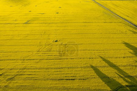 Foto de Vista aérea sobre grandes campos amarillos de violación en un día soleado. Pueblo europeo, agricultura. Producto estacional. Hermosa textura de la naturaleza. - Imagen libre de derechos