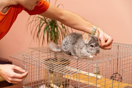 Foto de La chinchilla gris está sentada en la jaula dentro - Imagen libre de derechos