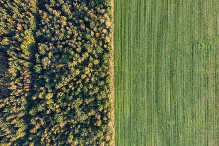Foto de Vista aérea de un gran bosque y campo verde. Agricultura y naturaleza. Texturas y contrastes. - Imagen libre de derechos