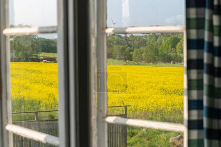 Vieilles fenêtres vintage perspectives champ jaune de raps